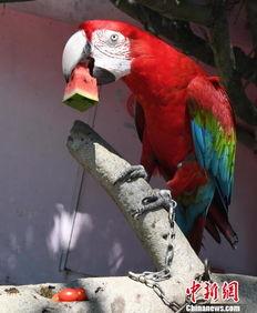 鸟吃瓜的文案,探寻鸟吃瓜的趣味瞬间