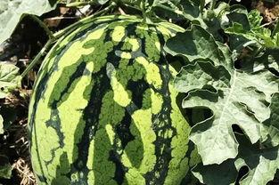 北院吃瓜,揭秘校园吃瓜背后的故事