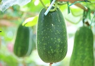 好热吃瓜图,好热吃瓜图带你领略清凉一夏