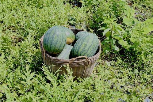 在田吃瓜,夏日田园生活画卷