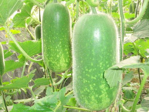 吃瓜热门大瓜必看快手,快手带你一网打尽必看精彩瞬间