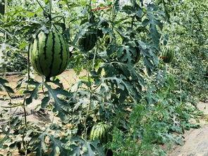 天选吃瓜,揭秘娱乐圈幕后风云