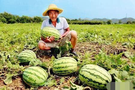 吃米不吃瓜,探寻食米文化的独特魅力